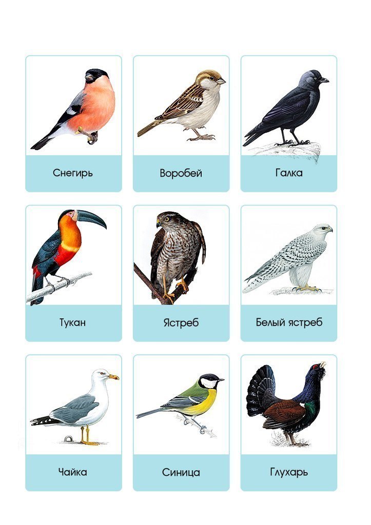Раскраска для мальчиков 3 года птицы и названия птиц карточки для р...